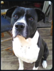 Lost Male Dog last seen Terri Lane and Robin Lane, Magnolia Texas, Magnolia, TX 77355