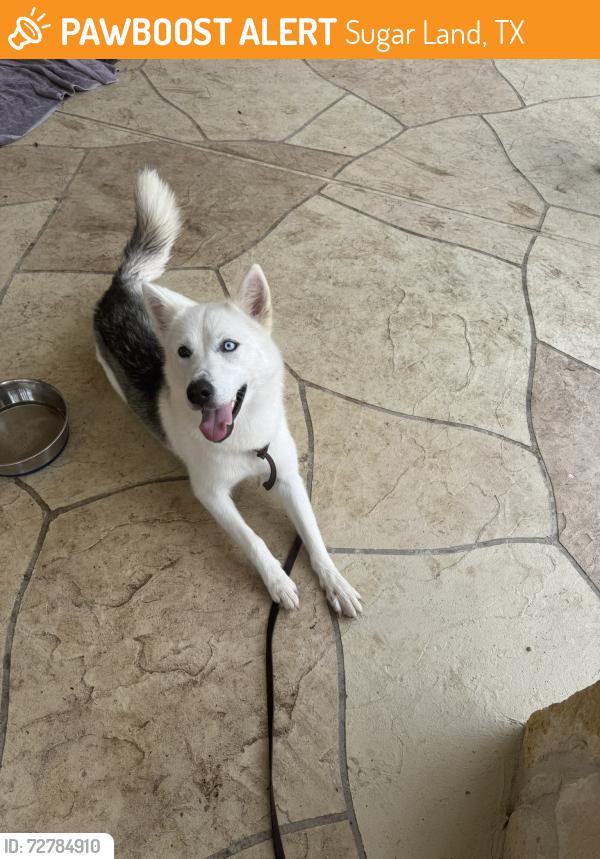 Found/Stray Female Dog last seen sandhill, sugar land, new territory, Sugar Land, TX 77479