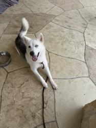 Found/Stray Female Dog last seen sandhill, sugar land, new territory, Sugar Land, TX 77479