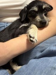 Found/Stray Female Dog last seen Columbia st., and Santa Clara, Albany, CA 94706
