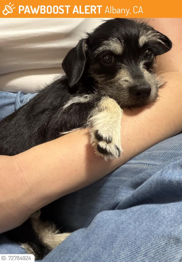 Found/Stray Female Dog last seen Columbia st., and Santa Clara, Albany, CA 94706