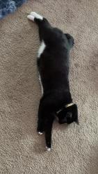 Lost Male Cat last seen Near west Helena ave unit 2 , Ellensburg, WA 98926
