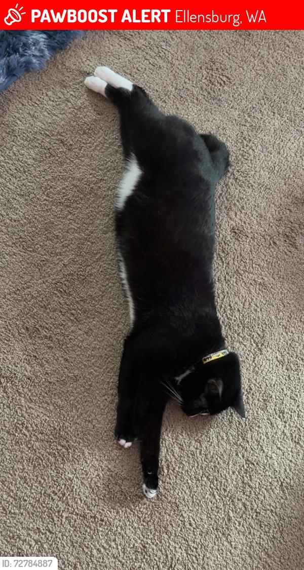 Lost Male Cat last seen Near west Helena ave unit 2 , Ellensburg, WA 98926