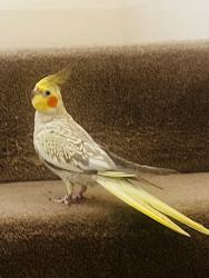 Lost Unknown Bird last seen ferndene road, Greater London, England SE5 8EQ