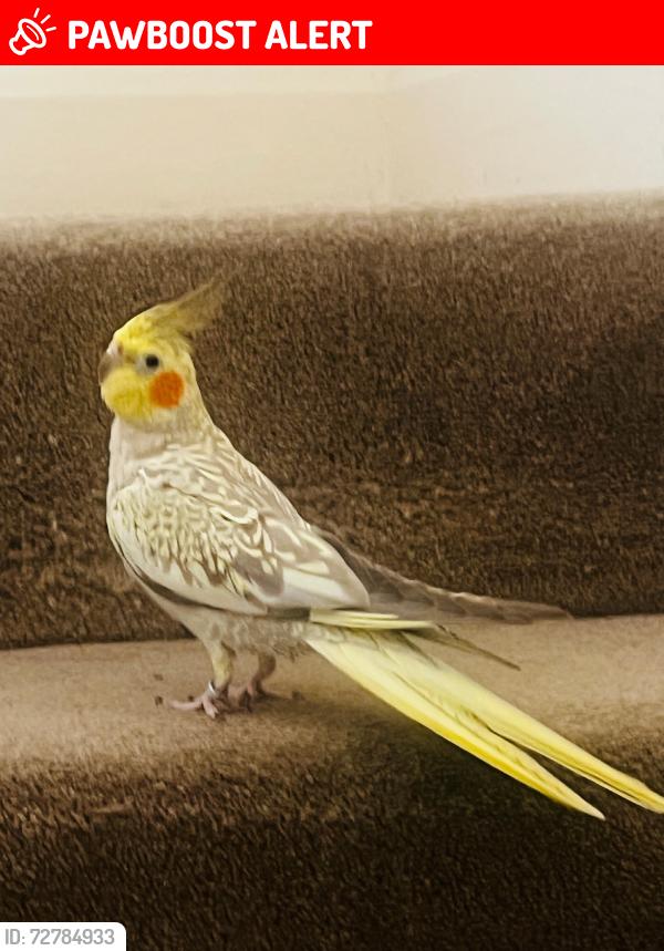 Lost Unknown Bird last seen ferndene road, Greater London, England SE5 8EQ