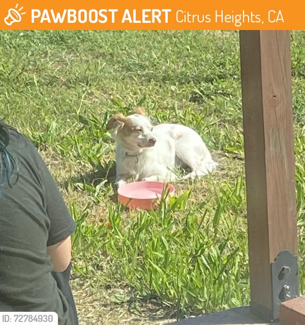 Found/Stray Male Dog last seen Highland , Citrus Heights, CA 95610
