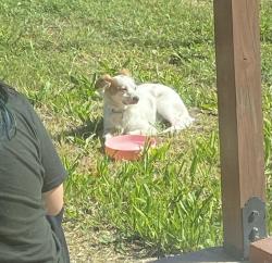 Found/Stray Male Dog last seen Highland , Citrus Heights, CA 95610