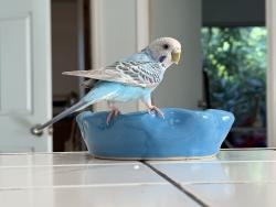 Lost Female Bird last seen KEANA rn flying towards that direction , Kaneohe, HI 96744