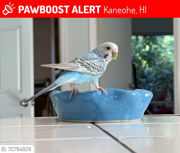 Lost Female Bird last seen KEANA rn flying towards that direction , Kaneohe, HI 96744