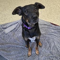 Found/Stray Male Dog last seen Near Foster St, Overland Park, KS 66202