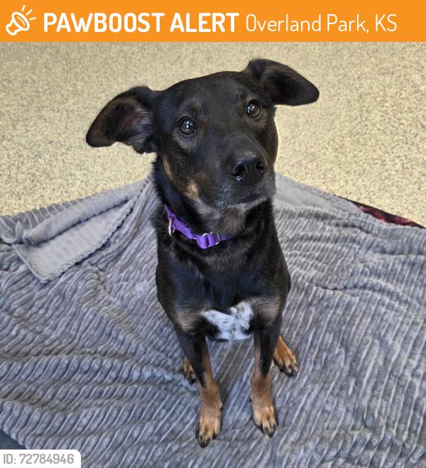 Found/Stray Male Dog last seen Near Foster St, Overland Park, KS 66202
