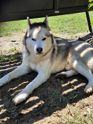 Found/Stray Unknown Dog last seen 61st between Garnett and Mingo, Tulsa, OK 74133