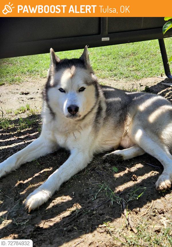 Found/Stray Unknown Dog last seen 61st between Garnett and Mingo, Tulsa, OK 74133