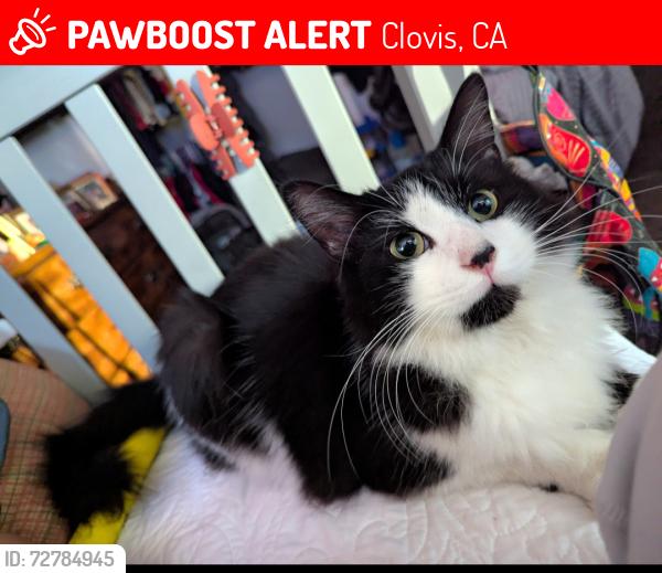 Lost Male Cat last seen Gettysburg and Fowler , Clovis, CA 93611