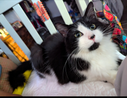 Lost Male Cat last seen Gettysburg and Fowler , Clovis, CA 93611