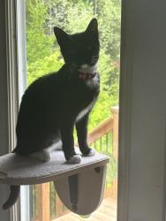 Lost Female Cat last seen Silver , Kinsac, NS B0N