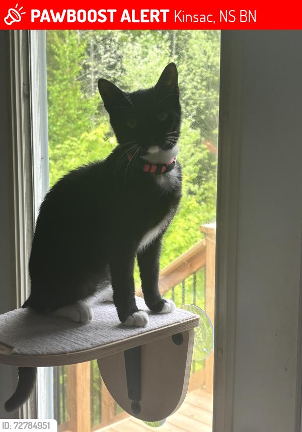 Lost Female Cat last seen Silver , Kinsac, NS B0N