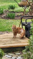 Found/Stray Unknown Cat last seen between Main and Stafford, Worcester, MA 01603