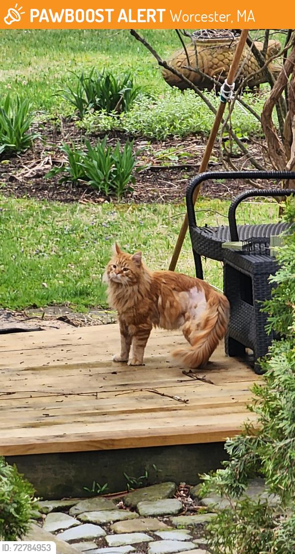 Found/Stray Unknown Cat last seen between Main and Stafford, Worcester, MA 01603