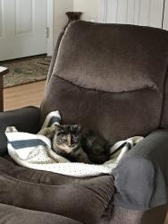 Lost Female Cat last seen S 66th Ave and Summitview Ave, Yakima, WA 98908