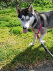 Found/Stray Female Dog last seen Steilacoom and stonewood, Thurston County, WA 98513