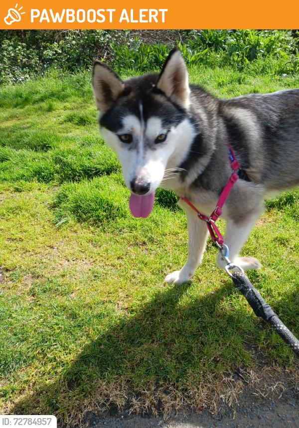 Found/Stray Female Dog last seen Steilacoom and stonewood, Thurston County, WA 98513