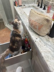 Lost Female Cat last seen Sardis and styles road in bauxite, Saline County, AR 72103