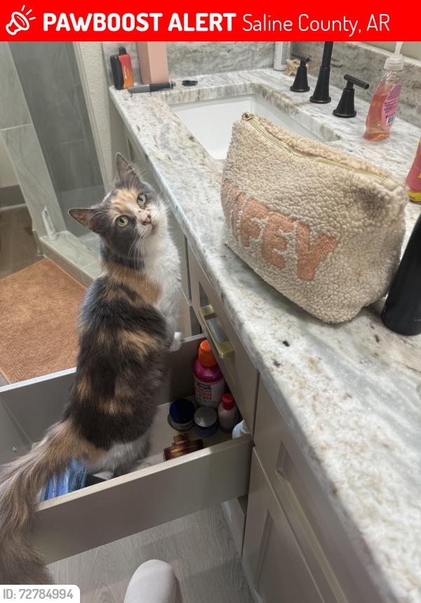Lost Female Cat last seen Sardis and styles road in bauxite, Saline County, AR 72103