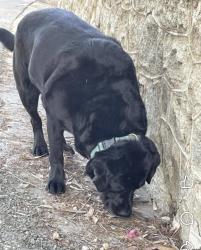 Lost Female Dog last seen Near Halsey street, Redlands, CA 92373
