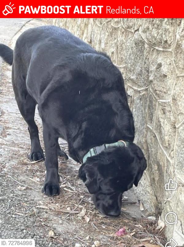 Lost Female Dog last seen Near Halsey street, Redlands, CA 92373