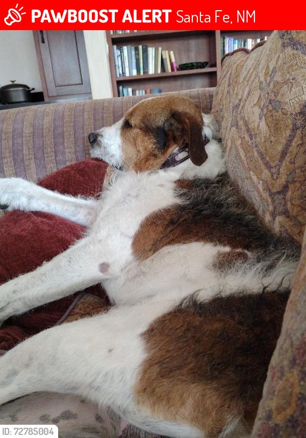 Lost Male Dog last seen Santa Fe , Santa Fe, NM 87131