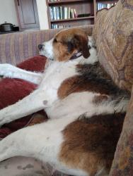 Lost Male Dog last seen Santa Fe , Santa Fe, NM 87131