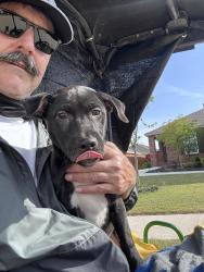Lost Female Dog last seen Heartland tx, Heartland, TX 75126