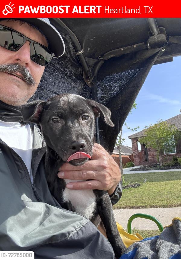 Lost Female Dog last seen Heartland tx, Heartland, TX 75126