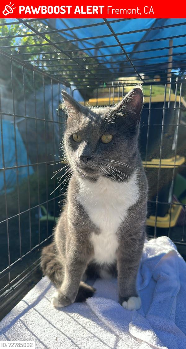 Lost Male Cat last seen Thornton Ave & Cabrillo Dr., Fremont, CA 94536
