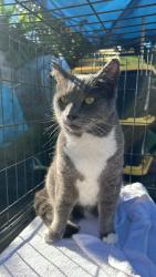 Lost Male Cat last seen Thornton Ave & Cabrillo Dr., Fremont, CA 94536