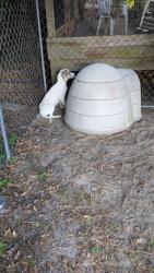 Lost Female Dog last seen State Road 73, Kinard, FL 32449