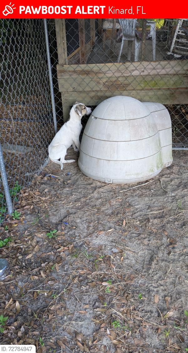 Lost Female Dog last seen State Road 73, Kinard, FL 32449