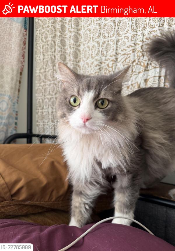 Lost Male Cat last seen 78th st s, Birmingham, AL 35206