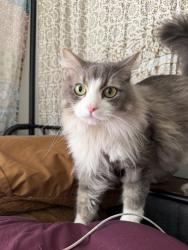 Lost Male Cat last seen 78th st s, Birmingham, AL 35206