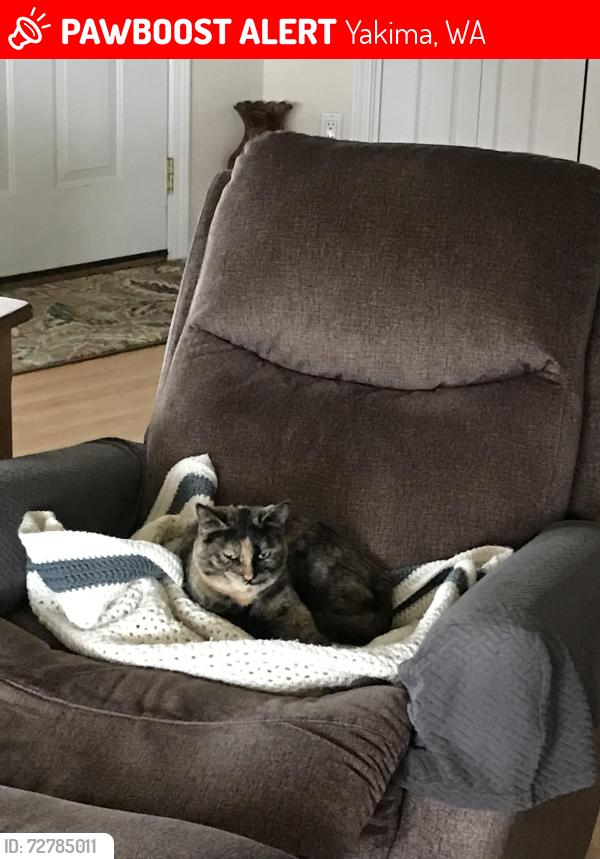 Lost Female Cat last seen Harman Center area , Yakima, WA 98908