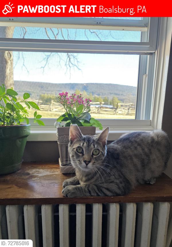 Lost Female Cat last seen Boalsburg military museum , Boalsburg, PA 16827