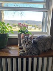 Lost Female Cat last seen Boalsburg military museum , Boalsburg, PA 16827