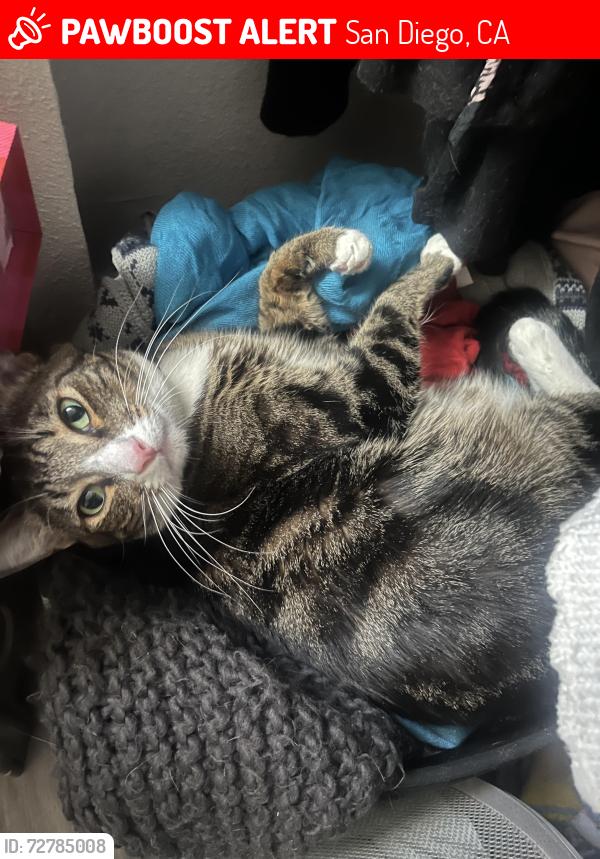 Lost Male Cat last seen Neighborhood near Cherokee Ave off El Cajon blvd , San Diego, CA 92105