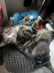 Lost Male Cat last seen Neighborhood near Cherokee Ave off El Cajon blvd , San Diego, CA 92105