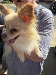 Found/Stray Unknown Dog last seen Vintage Park and Braemore, Vineyard, CA 95828