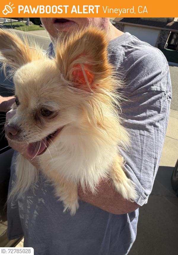 Found/Stray Unknown Dog last seen Vintage Park and Braemore, Vineyard, CA 95828