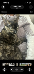 Lost Female Cat last seen Briarforest / memorial , Piney Point, TX 77024