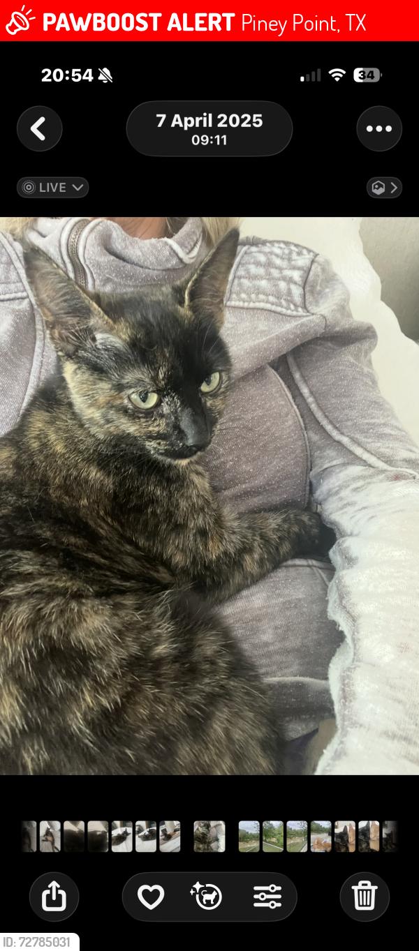 Lost Female Cat last seen Briarforest / memorial , Piney Point, TX 77024