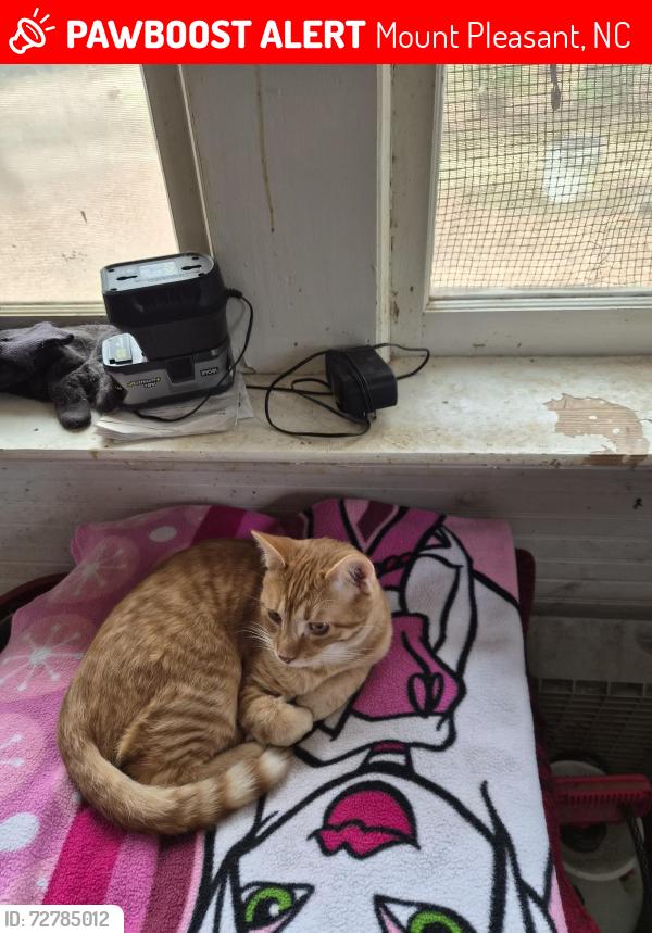 Lost Male Cat last seen Franklin  street west 73, Mount Pleasant, NC 28124